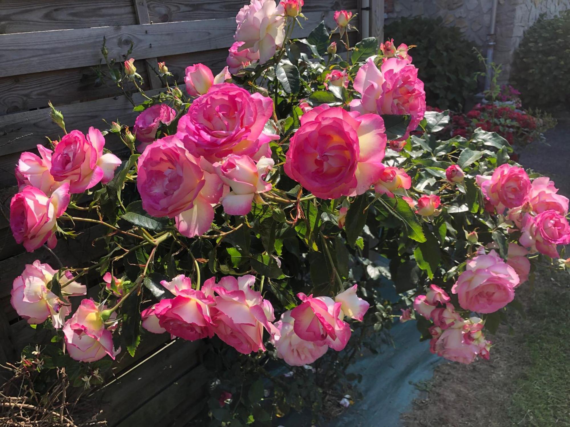 Les Hortensias Grand-Fougeray Екстериор снимка